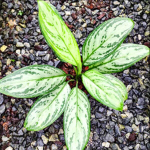 Аглаонема SEDTHEE PANLAN