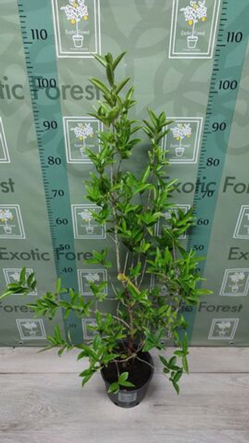 Eugenia Аggregata