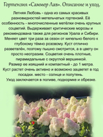 Гортензия Саммер Лав (Летняя Любовь) метельчатая кустарник