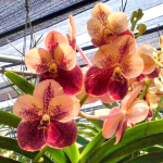 Ванда V SUWANNAPHUM CARDINAL