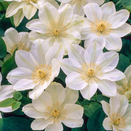 Клематис Гернси Крим (Guernsey Cream)