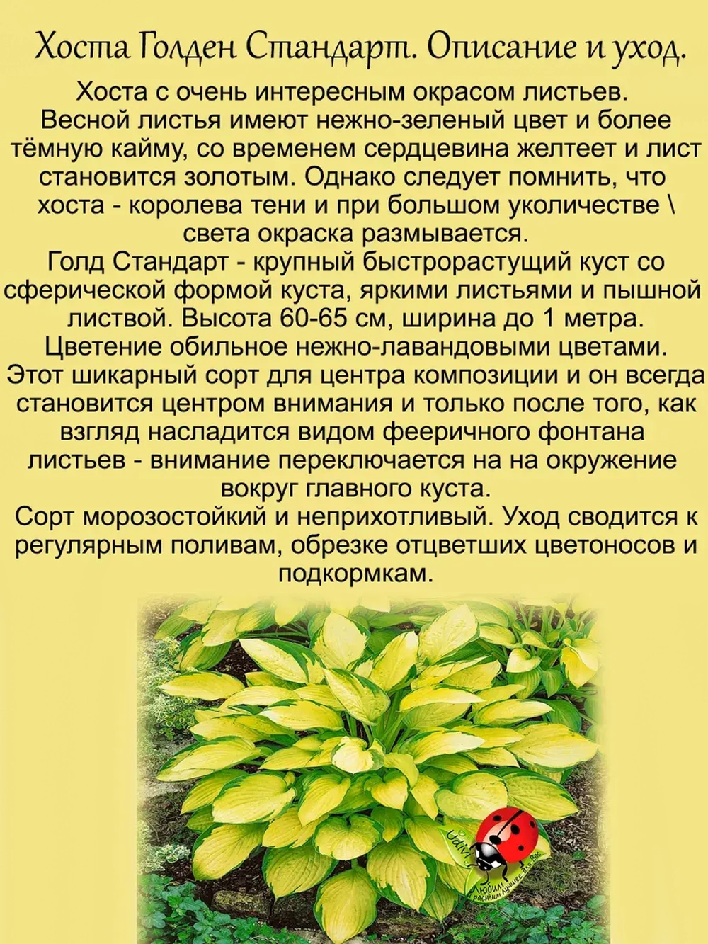 Хоста Голден Стандарт золотая желтая