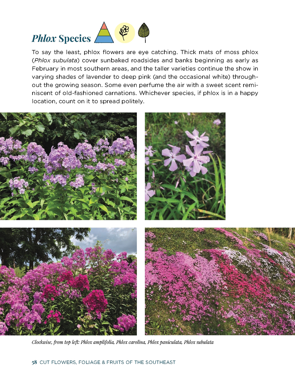 Cut Flowers, Foliage and Fruits of the Southeast