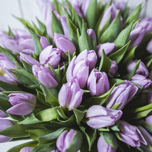 Купить Тюльпаны лавандовые от 9шт