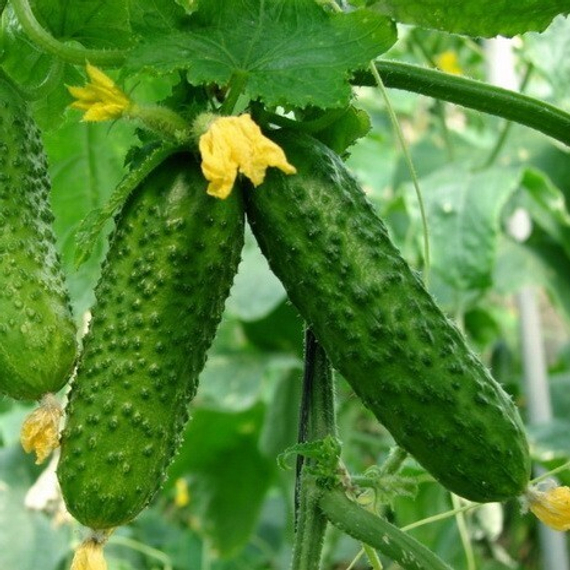 Аякс F1 семена огурца пчелоопыляемого (Nunhems / ALEXAGRO) культура – фото 2