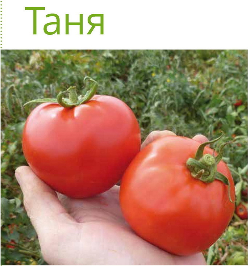Таня F1 семена томата детерминантного (Seminis / Семинис)