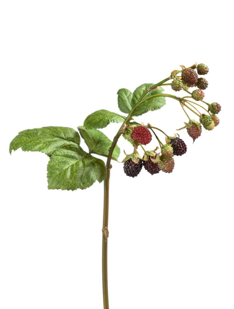 Ежевика Ветка с ягодами, в-33 см
