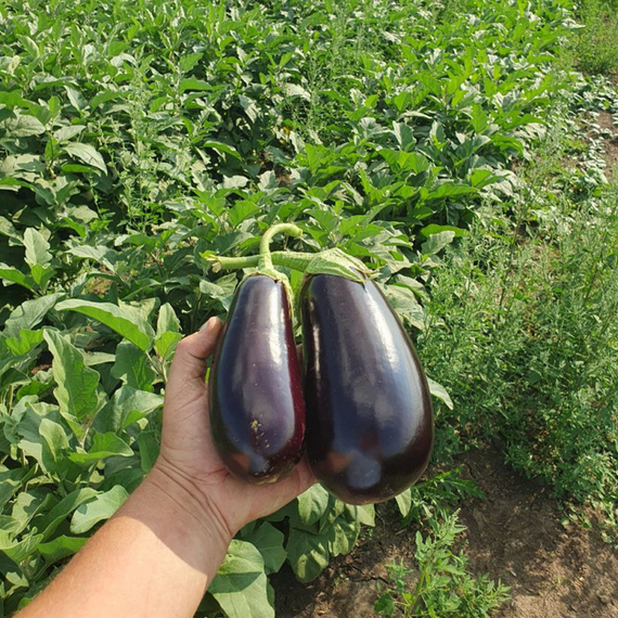 Кочегар_F1_семена_баклажана_Гавриш_купить – фото 2