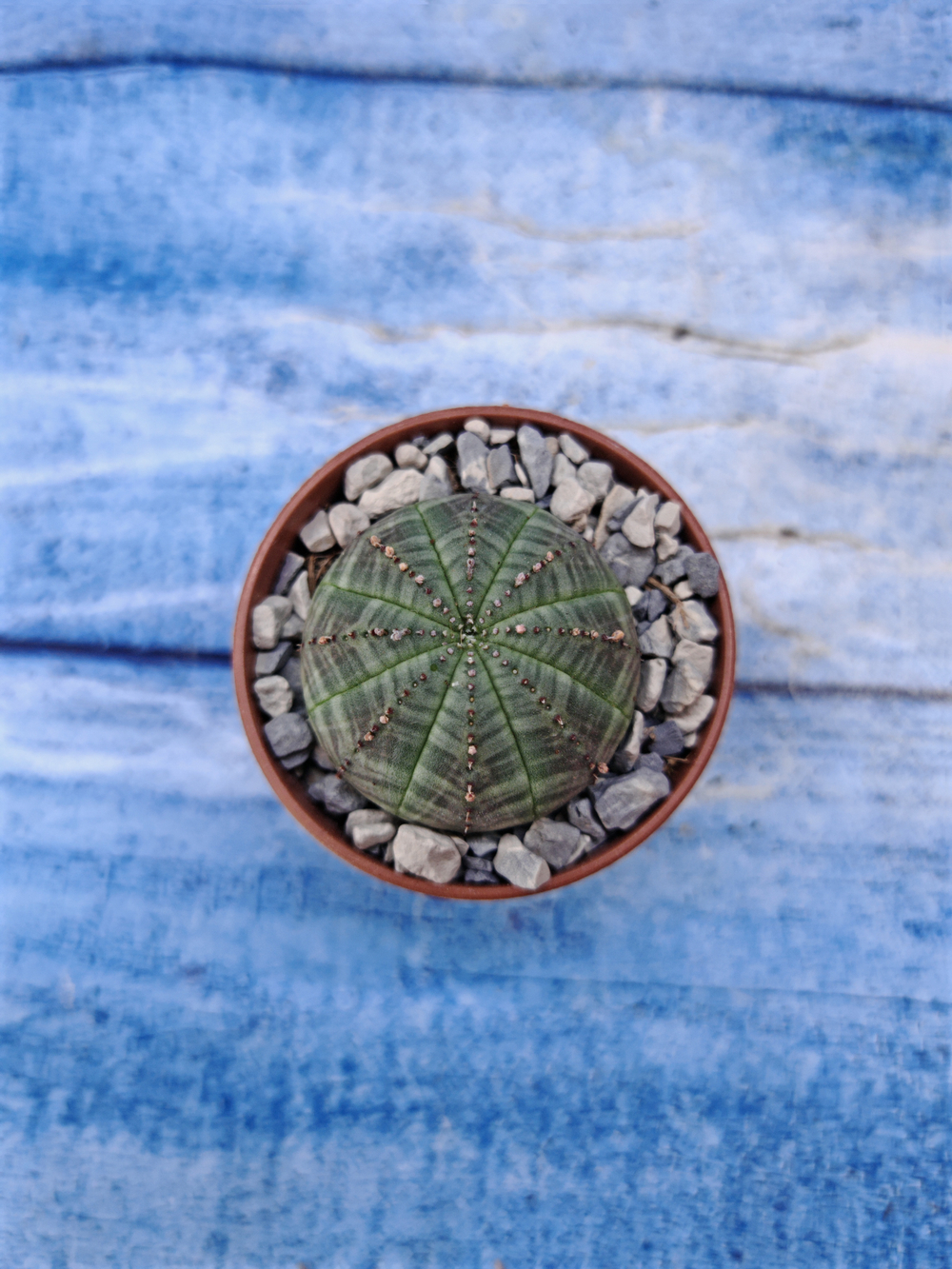 Euphorbia Obesa (Эуфорбия)