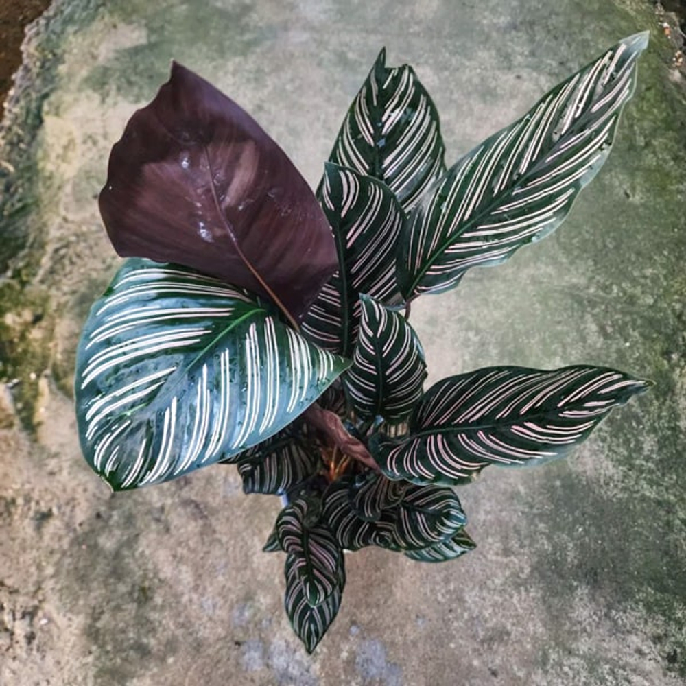 Калатея SANDERIANA (#6)