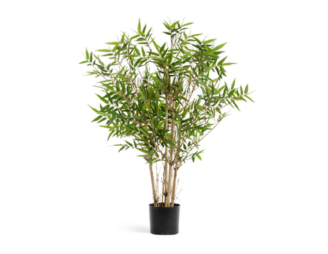 Бамбук Японский ориенталь