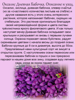 Оксалис Кислица Счастливый клевер Дневная бабочка