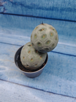 Tephrocactus Geometricus (Тефрокактус)