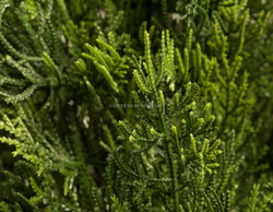 Туя уличная Смарагд Элегант