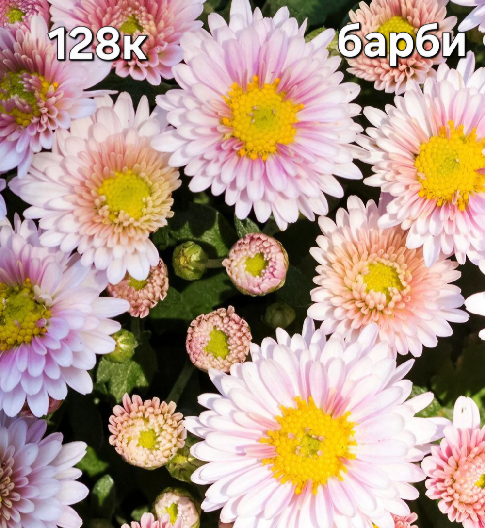 САЖЕНЦЫ ХРИЗАНТЕМЫ КОРЕЙСКАЯ № 128 БАРБИ