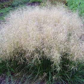 Злаки декоративные