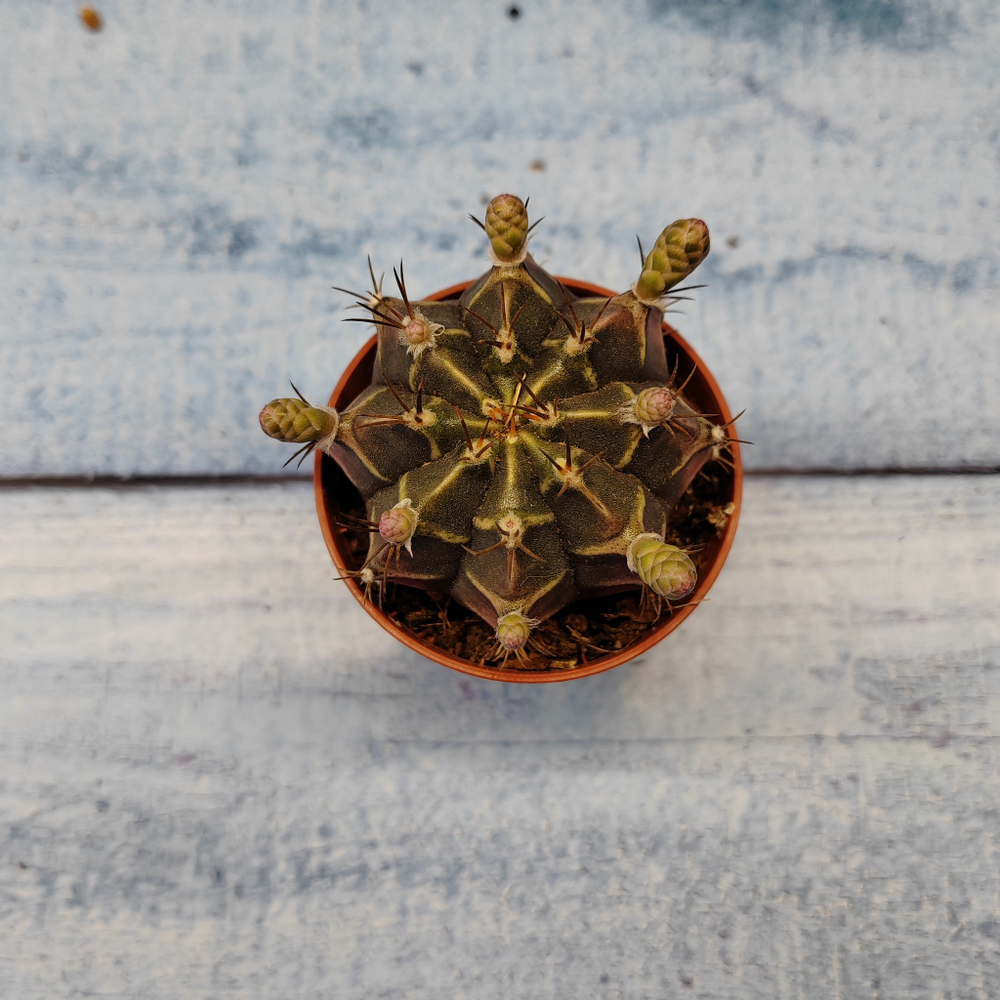 Gymnocalycium Friedrichii (Гимнокалициум)