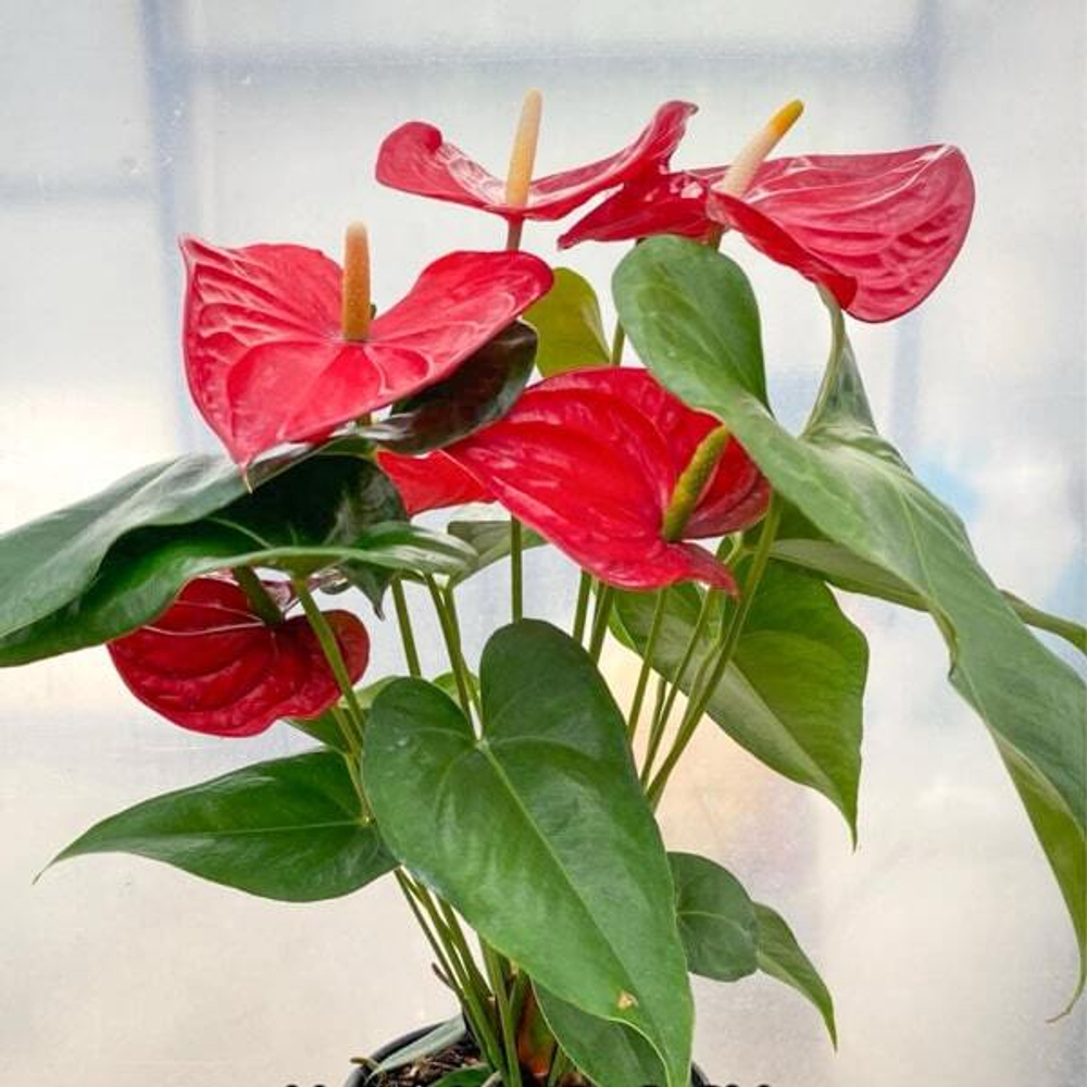 Антуриум Андрэ NEVADA