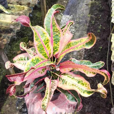 Кротон SAI THAN