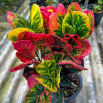 Кротон SRI THINNAGON