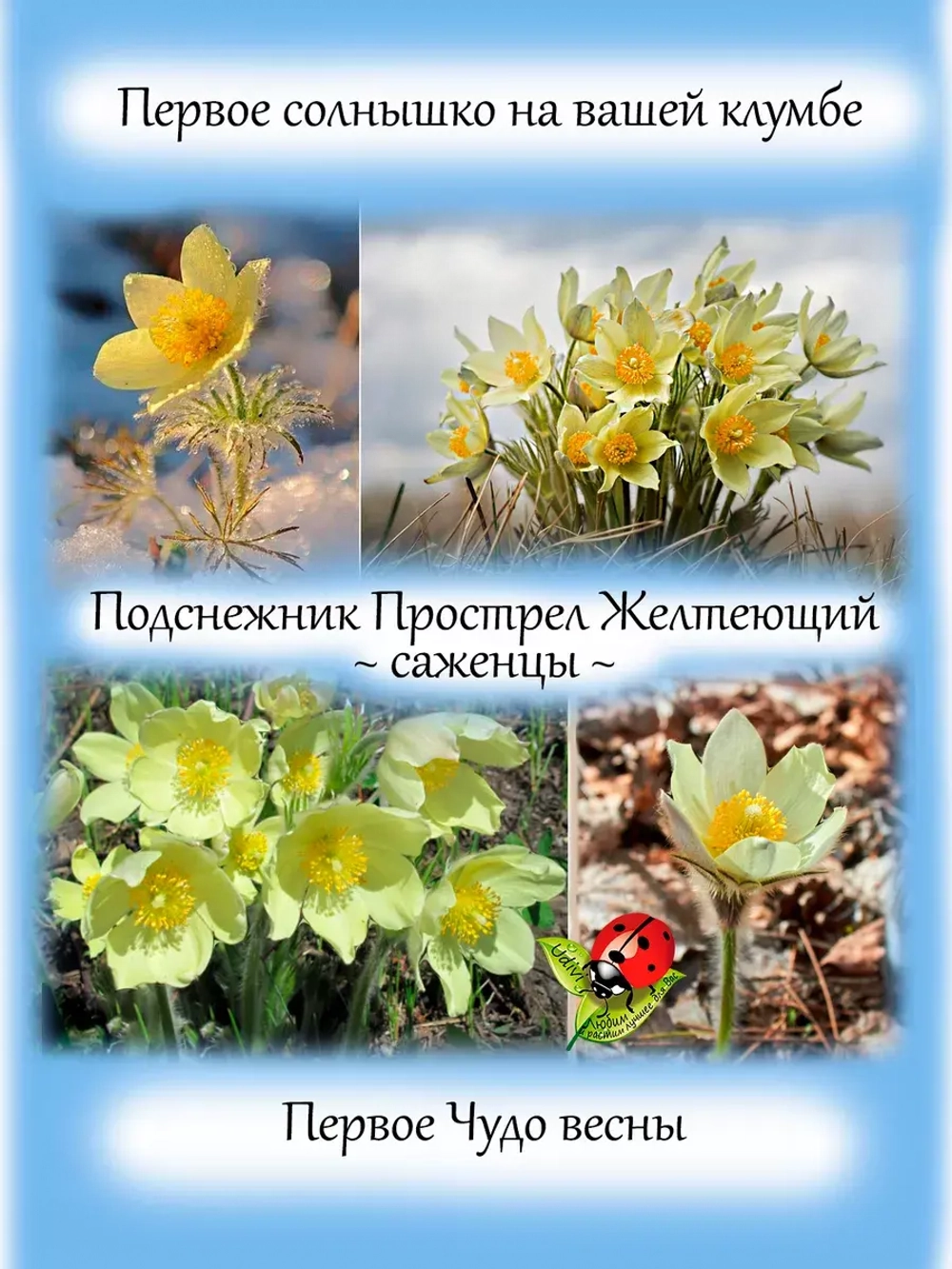 Подснежник Прострел Желтеющий первоцвет