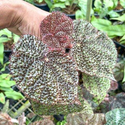 Бегония ALLIGATOR