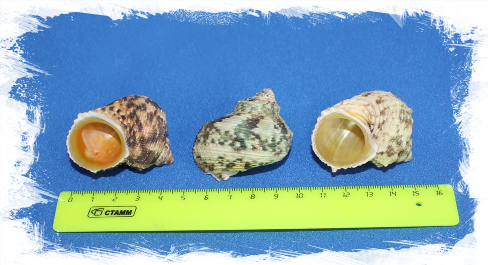 Золотоустый Турбо, 4-6см, 1шт