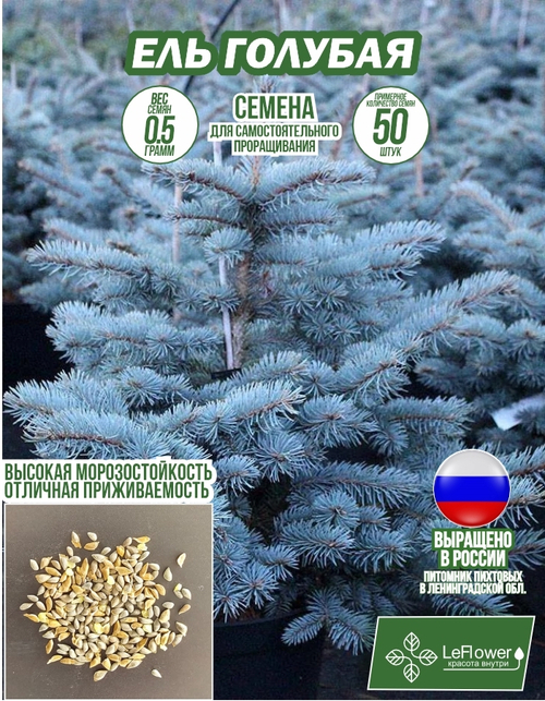 Семена, Ели Голубой , 0,5 грамм (50 семян)