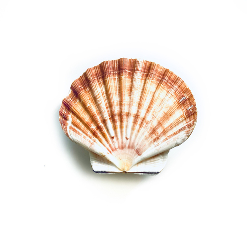 Ракушка  Пектен Якобеус (2 створки)