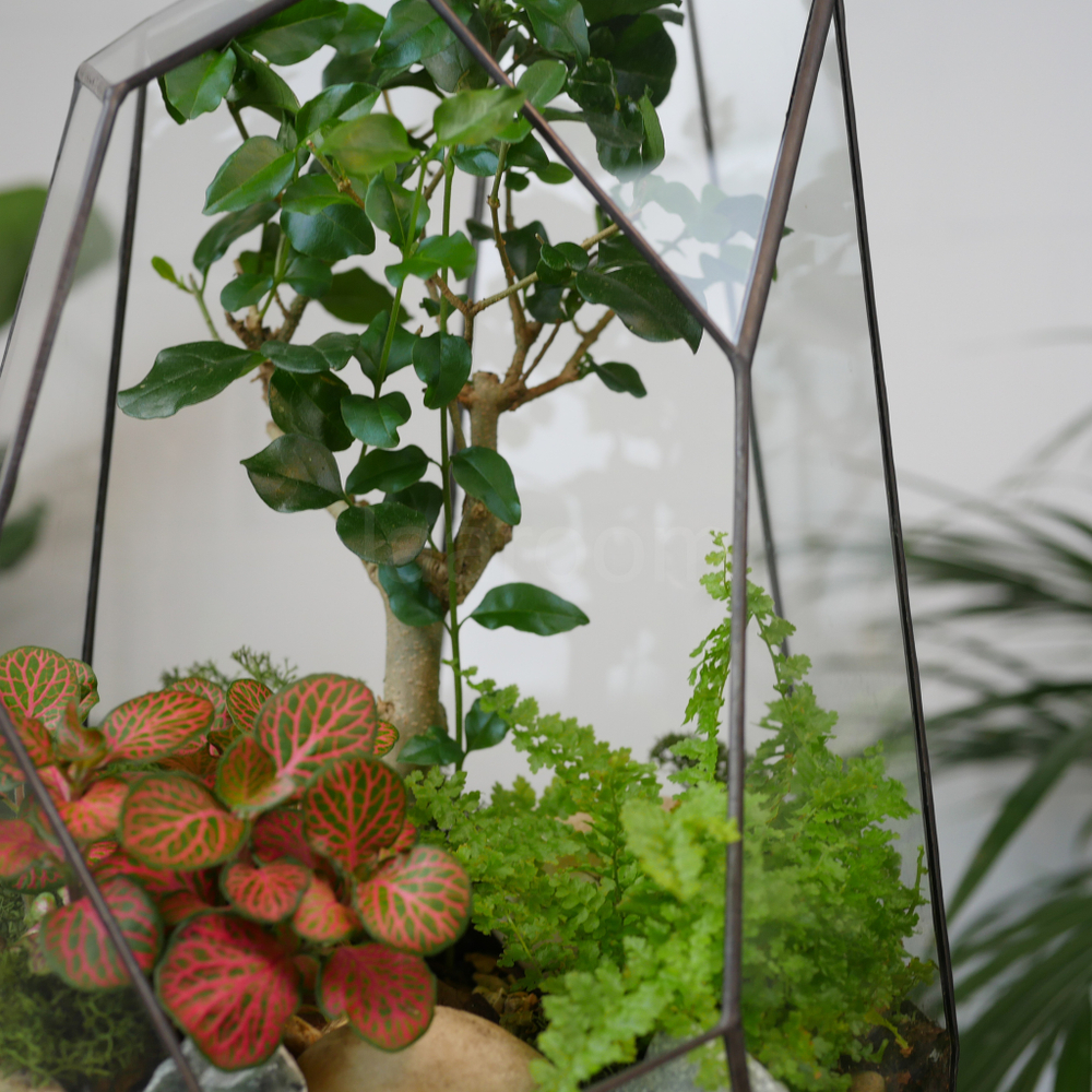 Готовый флорариум бонсай Лигуструм Скала с озером