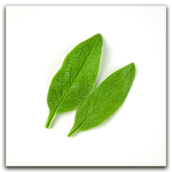 Листья окопника большие