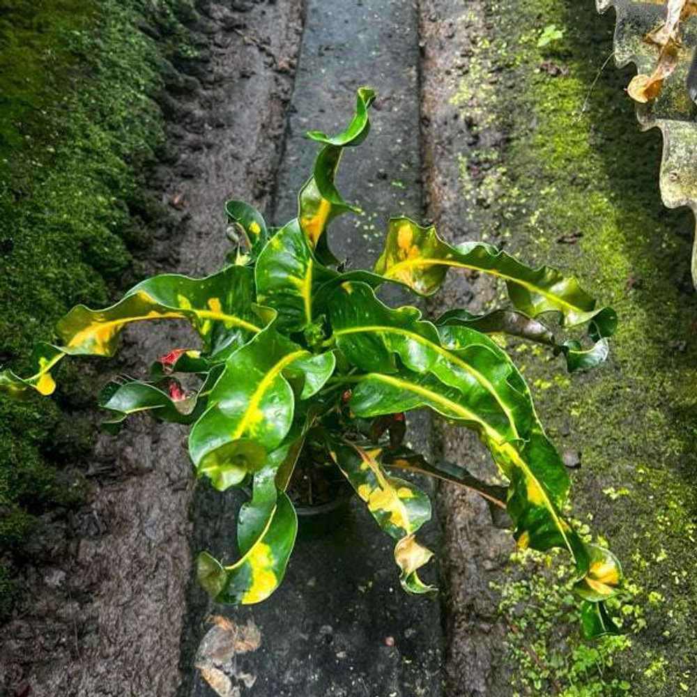 Кротон THA THONG