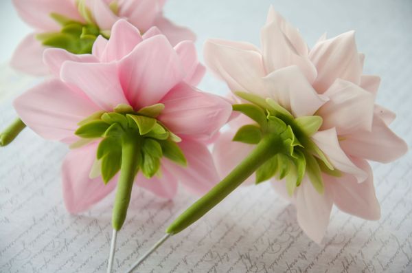 Чашелистик георгина