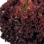 Революция семена салата лолло росса (Nunhems / Нюнемс)