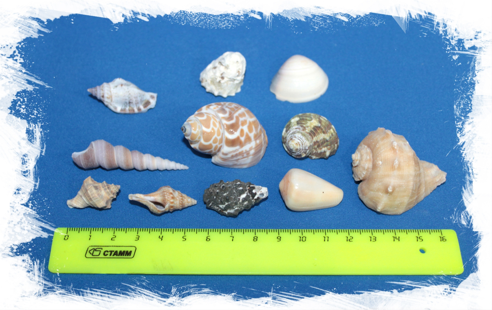 Индия средняя набор ракушек, 1-6см, 100гр, 50шт