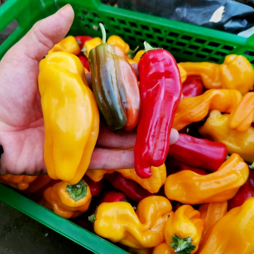 Рождественская Карамель - Разноцветный Полосатый Сладкий Перчик