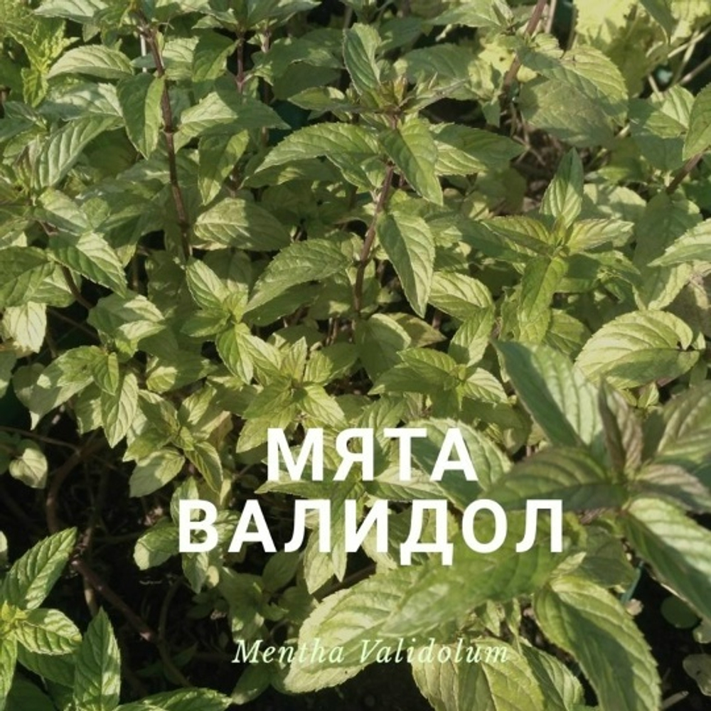 Мята Валидол