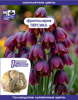 Луковичные цветы Фритиллярия Персика 1шт