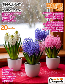 Луковицы цветов Гиацинт микс сорта, 20 шт