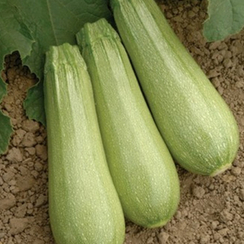 Иоланта F1 семена кабачка (Seminis / Семинис)