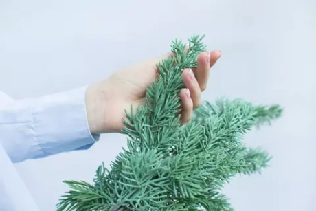 Ветка можжевельника малая