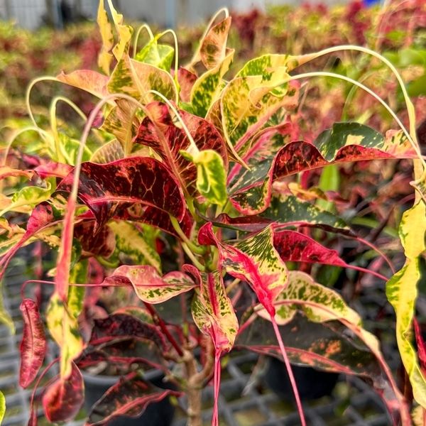 Список сортов кротонов из Таиланда по специальной цене