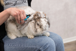 Ножницы для стрижки Trixie, 9.5 см