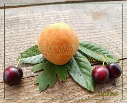 Многосортовые сливы с абрикосом и косточковыми гибридами.