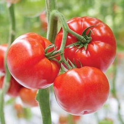 ДР 9544 ТЧ F1 семена томата индетерминантного (De Ruiter Seeds / Де Ройтер Сидс)