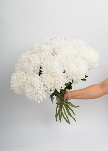 Хризантема Бигуди белая