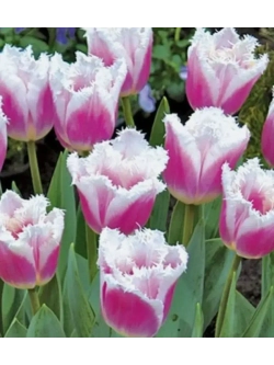 Тюльпаны Hawaii 4 шт, набор луковиц