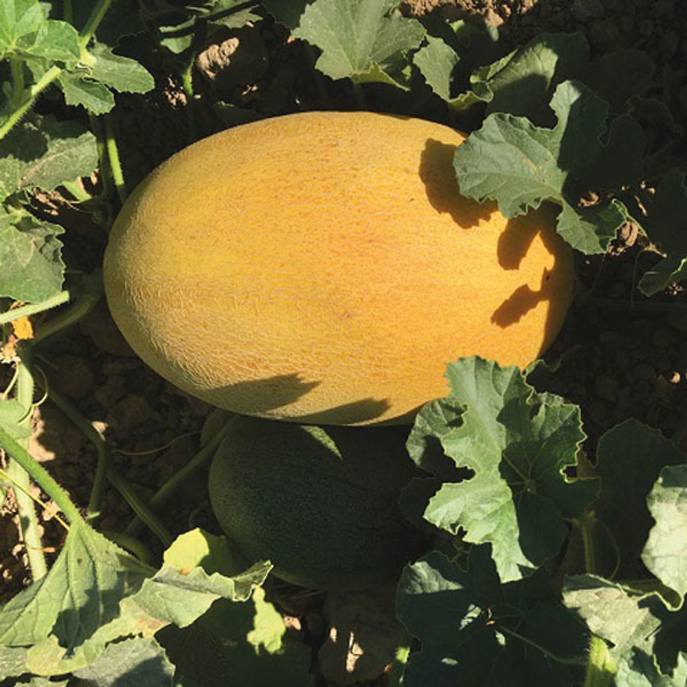 Дейра F1 семена дыни (Enza Zaden / Энза Заден)