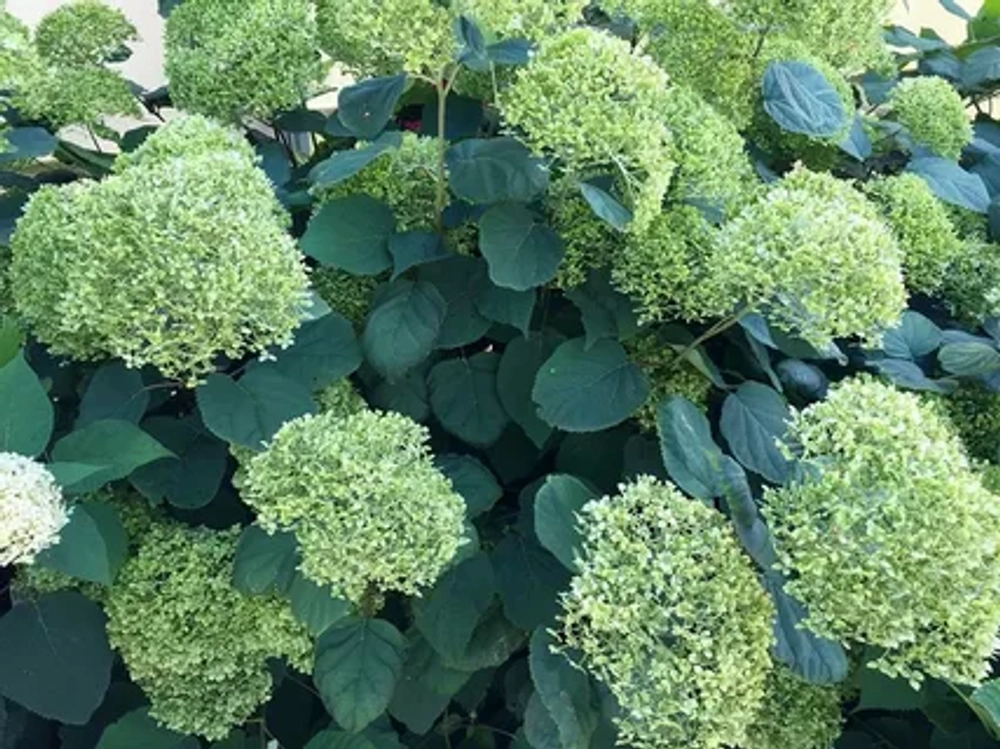 Гортензия древовидная Лайм Рики (3/5 веток) Закупка М59 апрель 2026