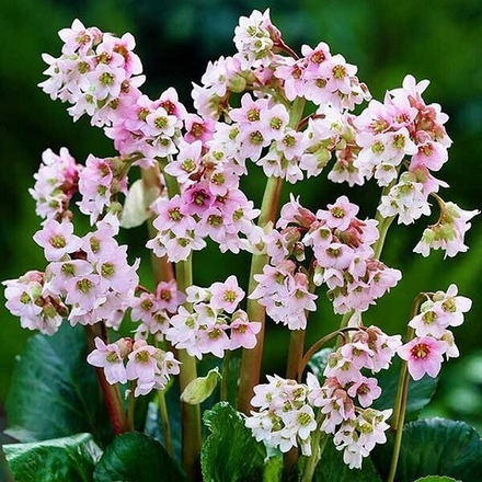 Бадан Baby Doll